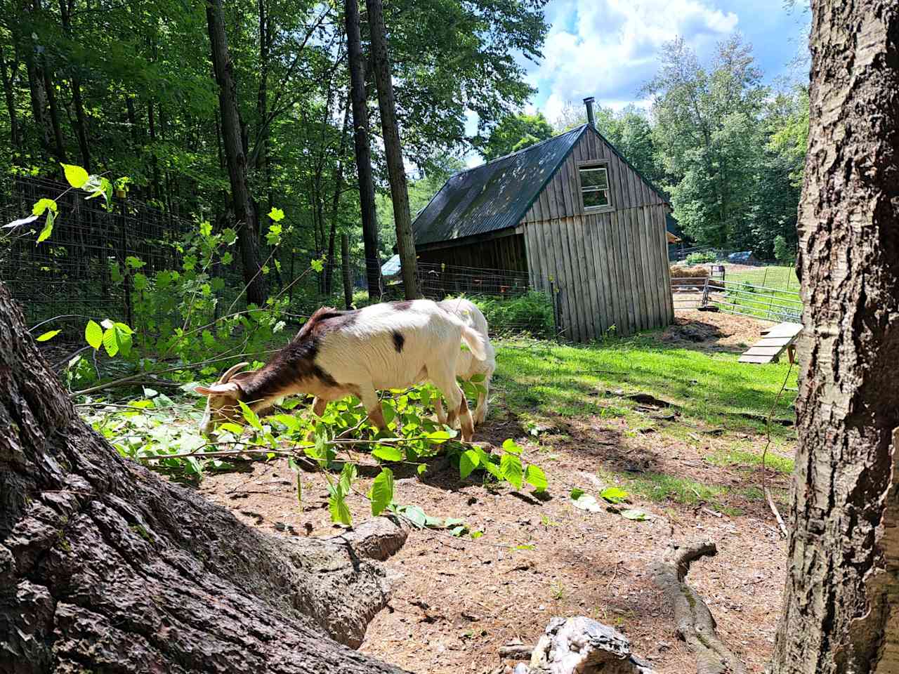 Cherry Plain Sanctuary Farm