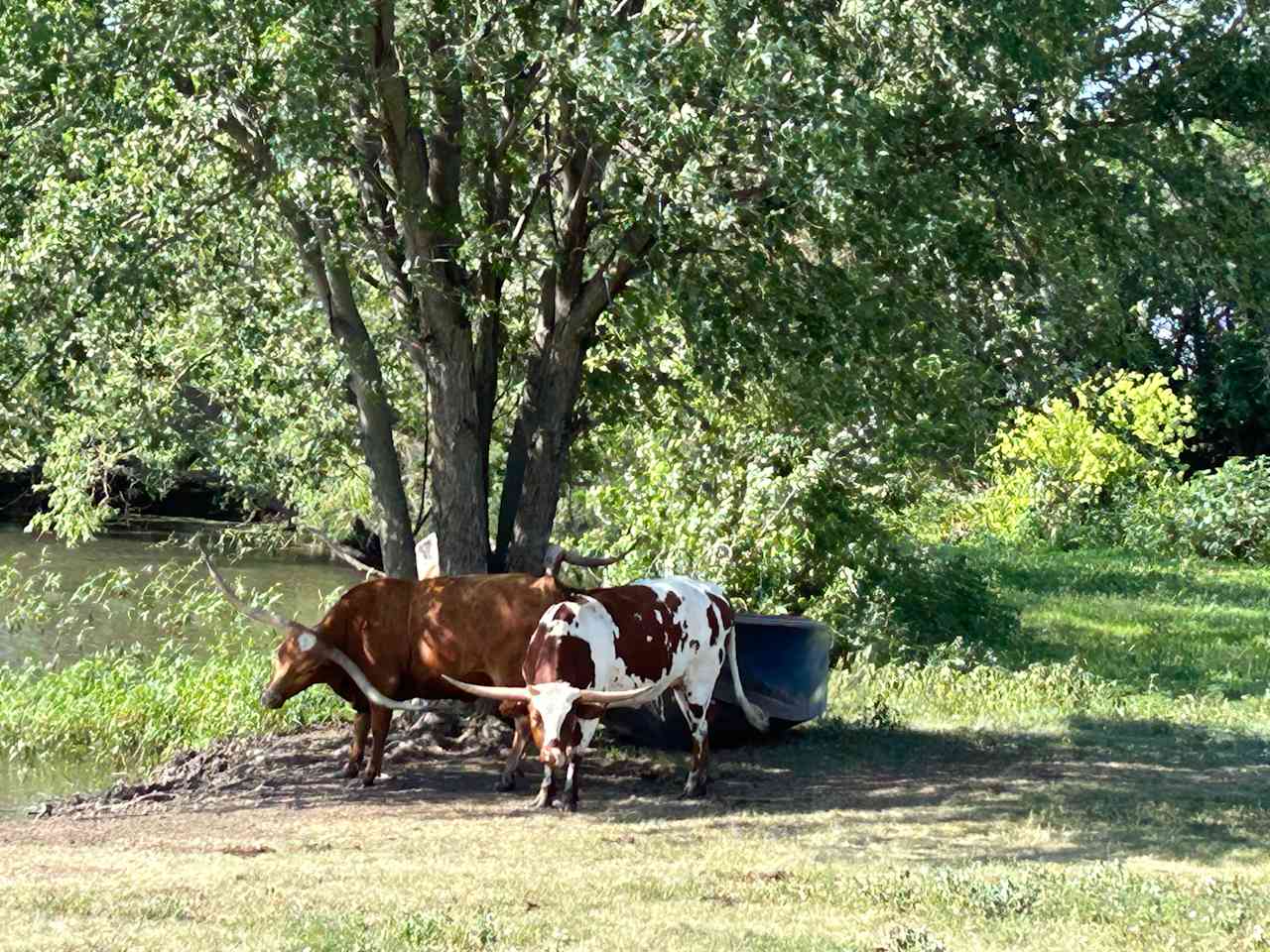 Lazy Dogs Ranch