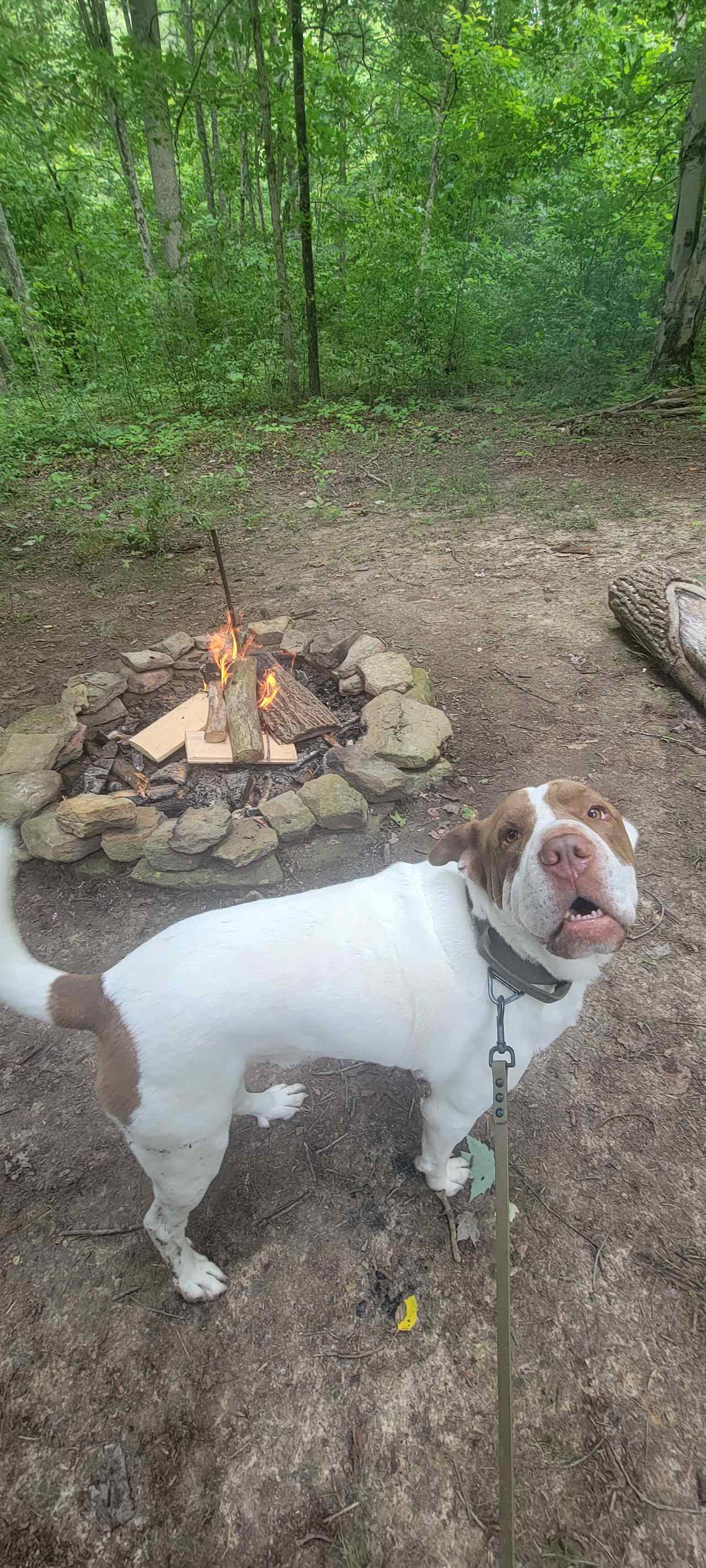 Dogwood Cabin