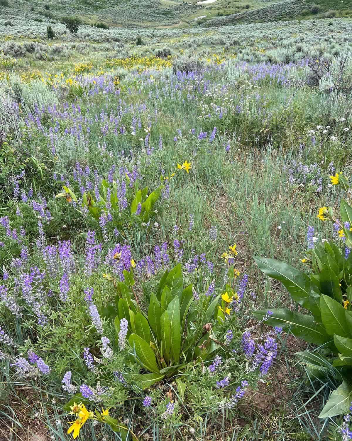 Wildflowers as seen on our land