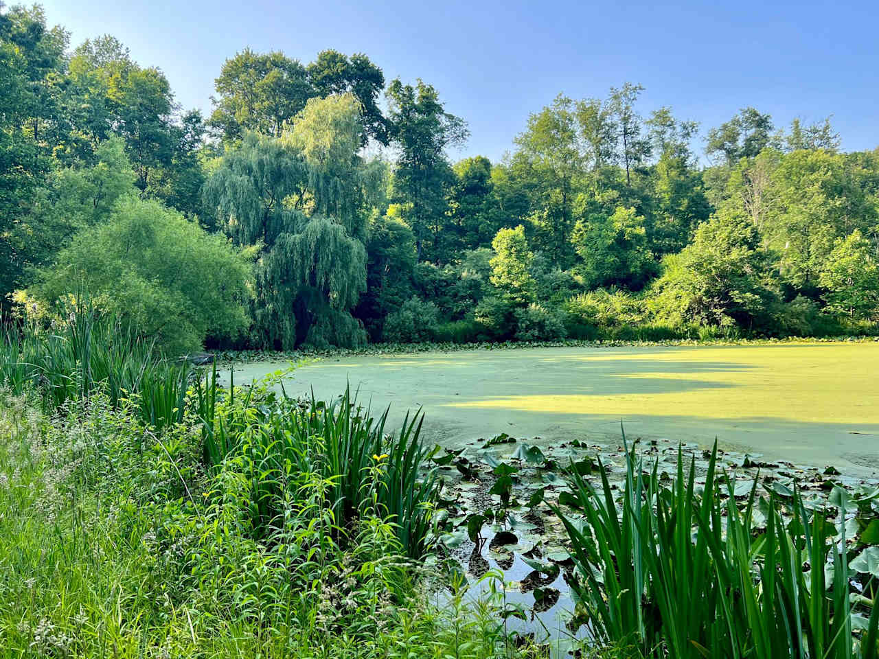 At the pond