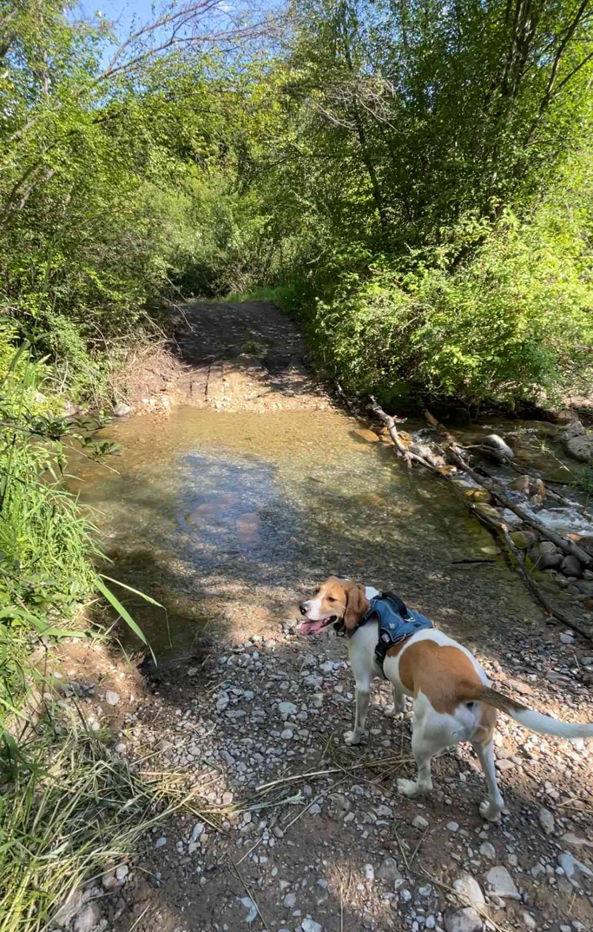 Creek crossing into site 1