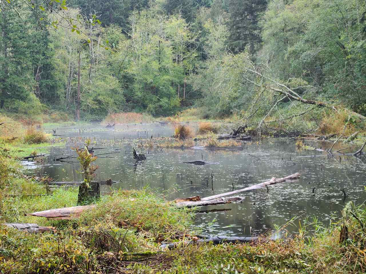 Reflections Pond