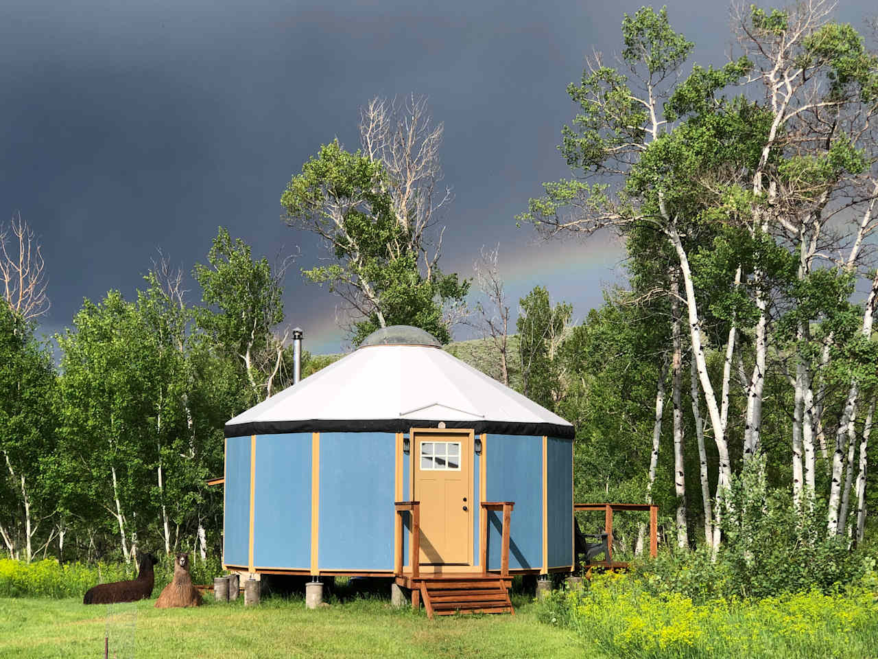 Yurt at Grass River Retreat with resident llamas.