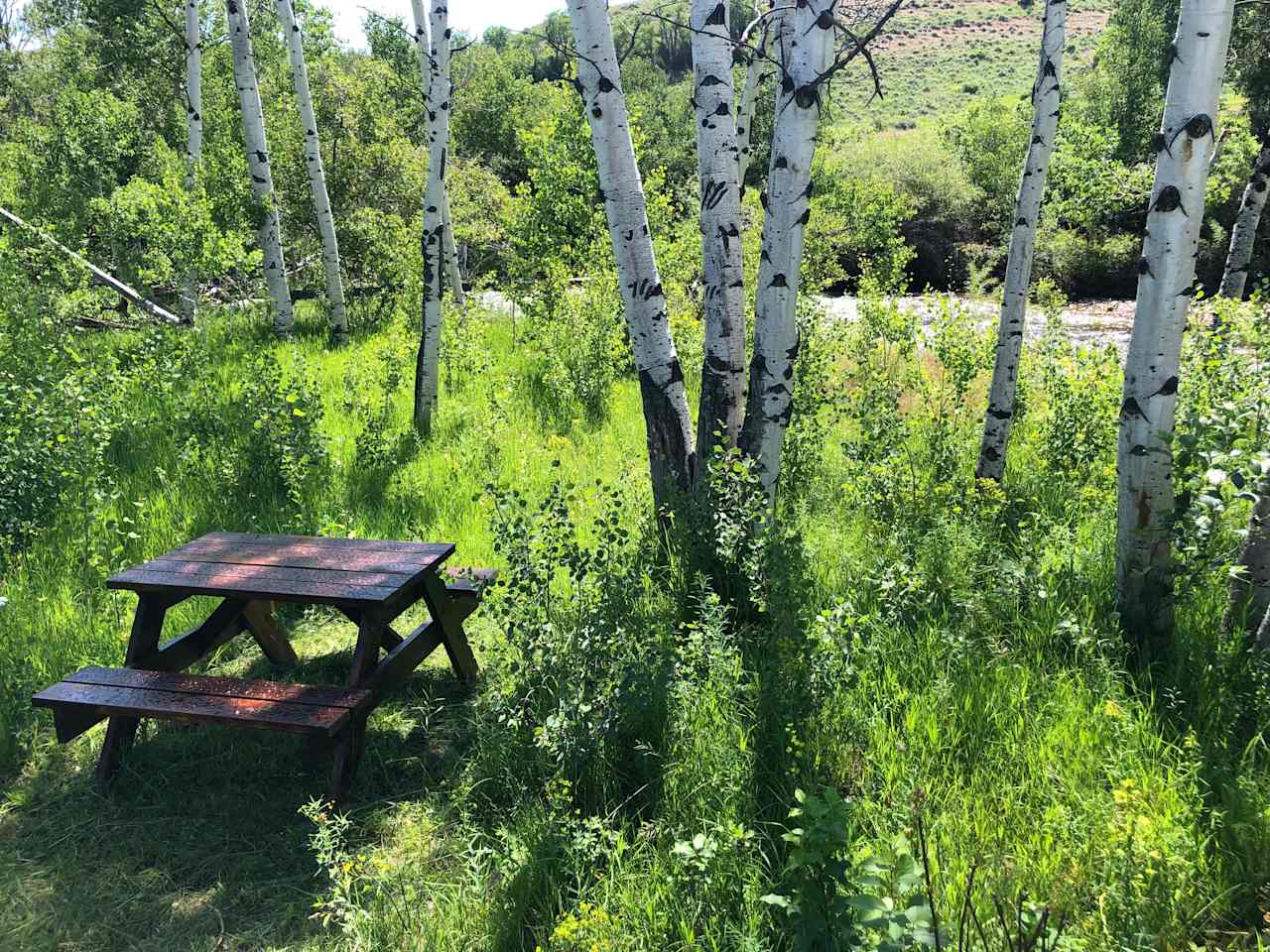 Picnic by the river