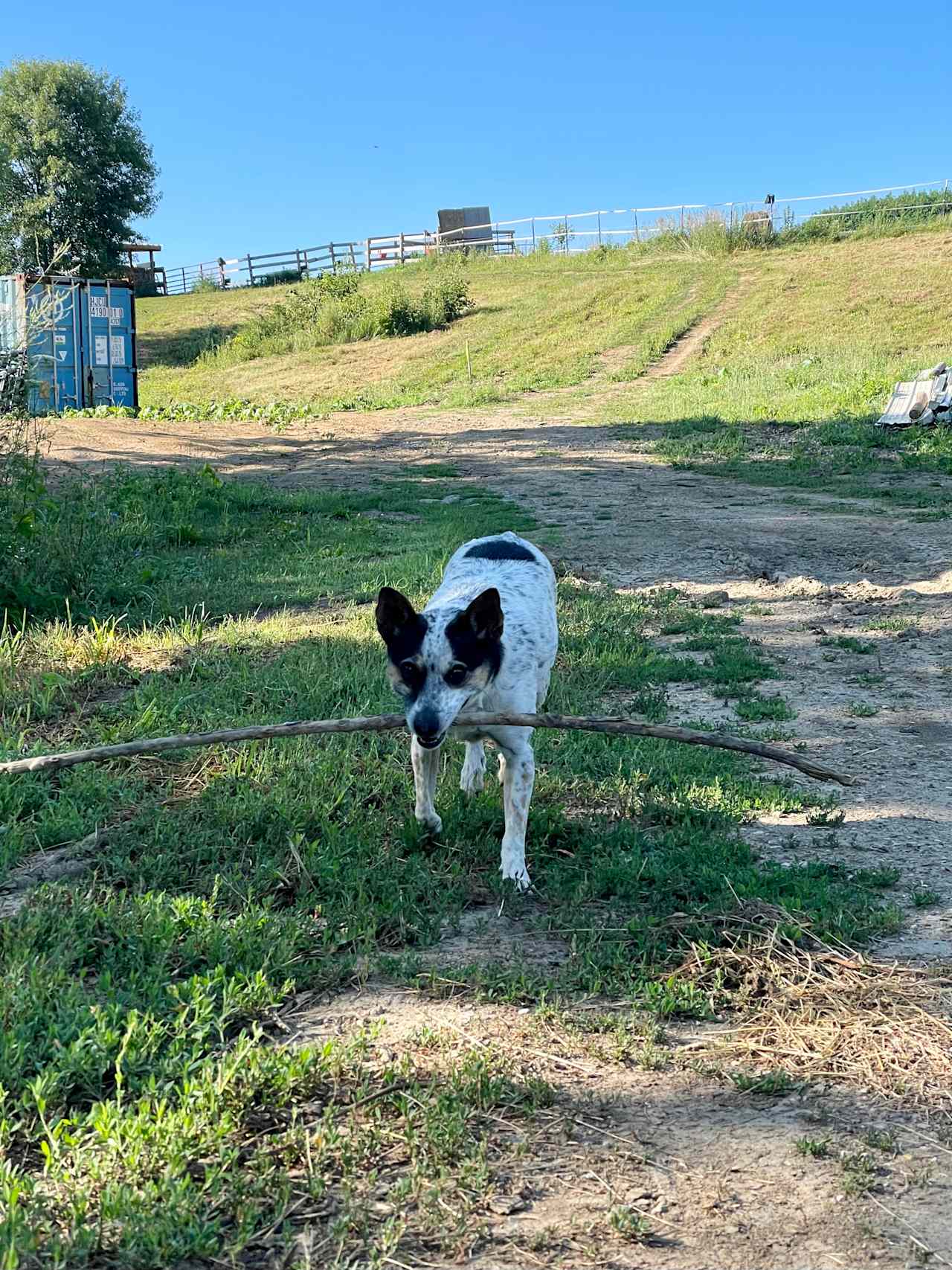 Their pup Minnie loves to play fetch!