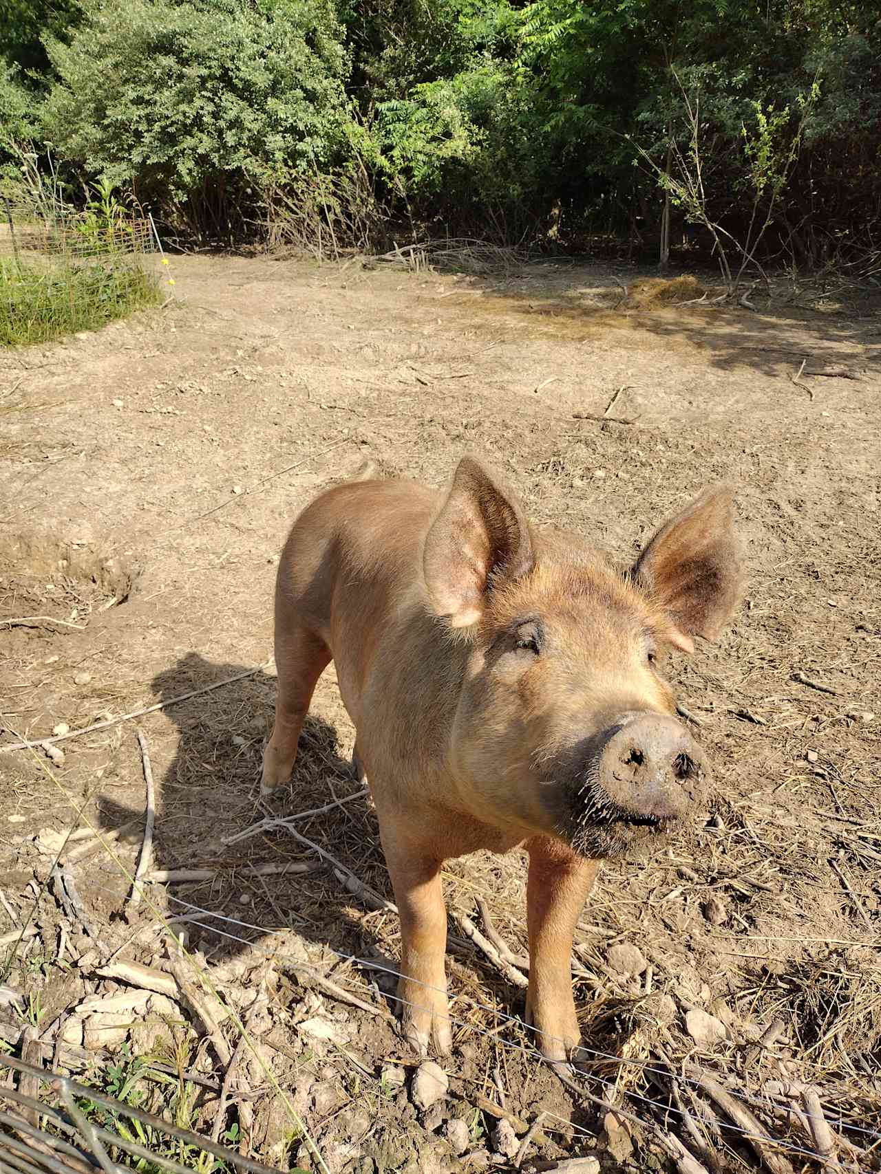 Penelope - Tamworth sow