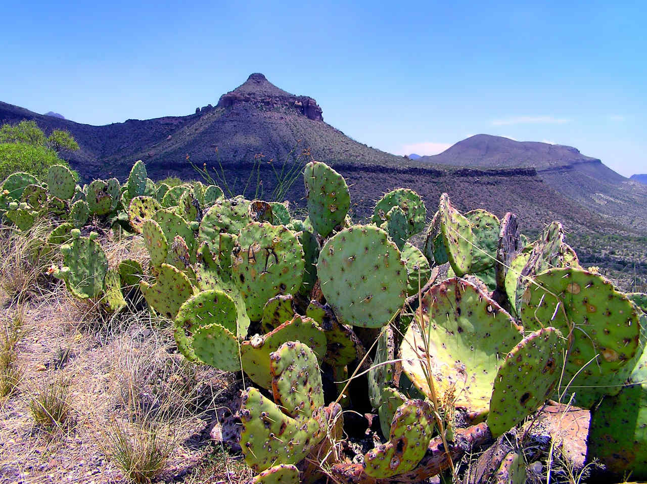 BBC Terlingua Overland Camping