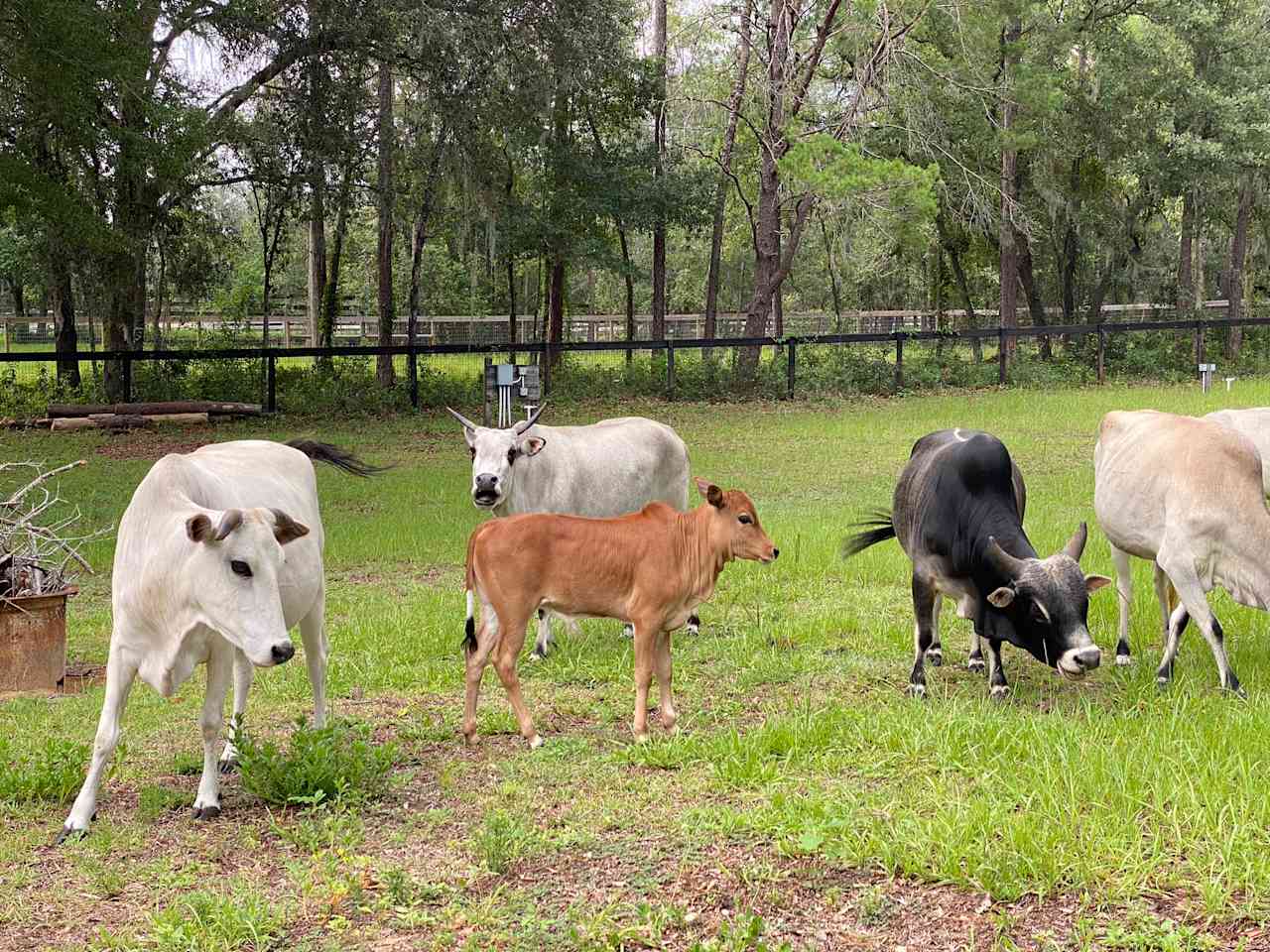 Croom Farm Camp