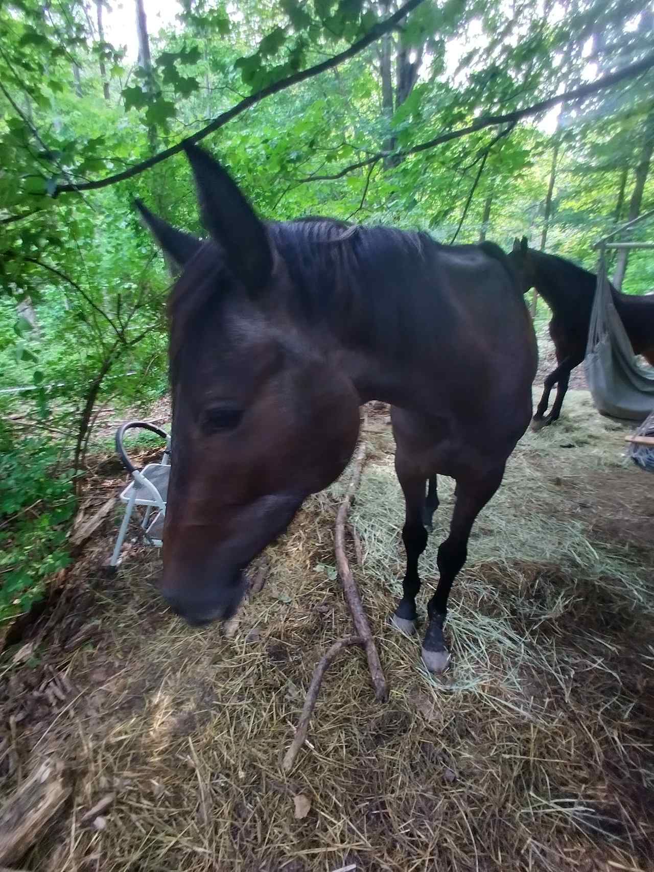 Cornflake Mountain Camping