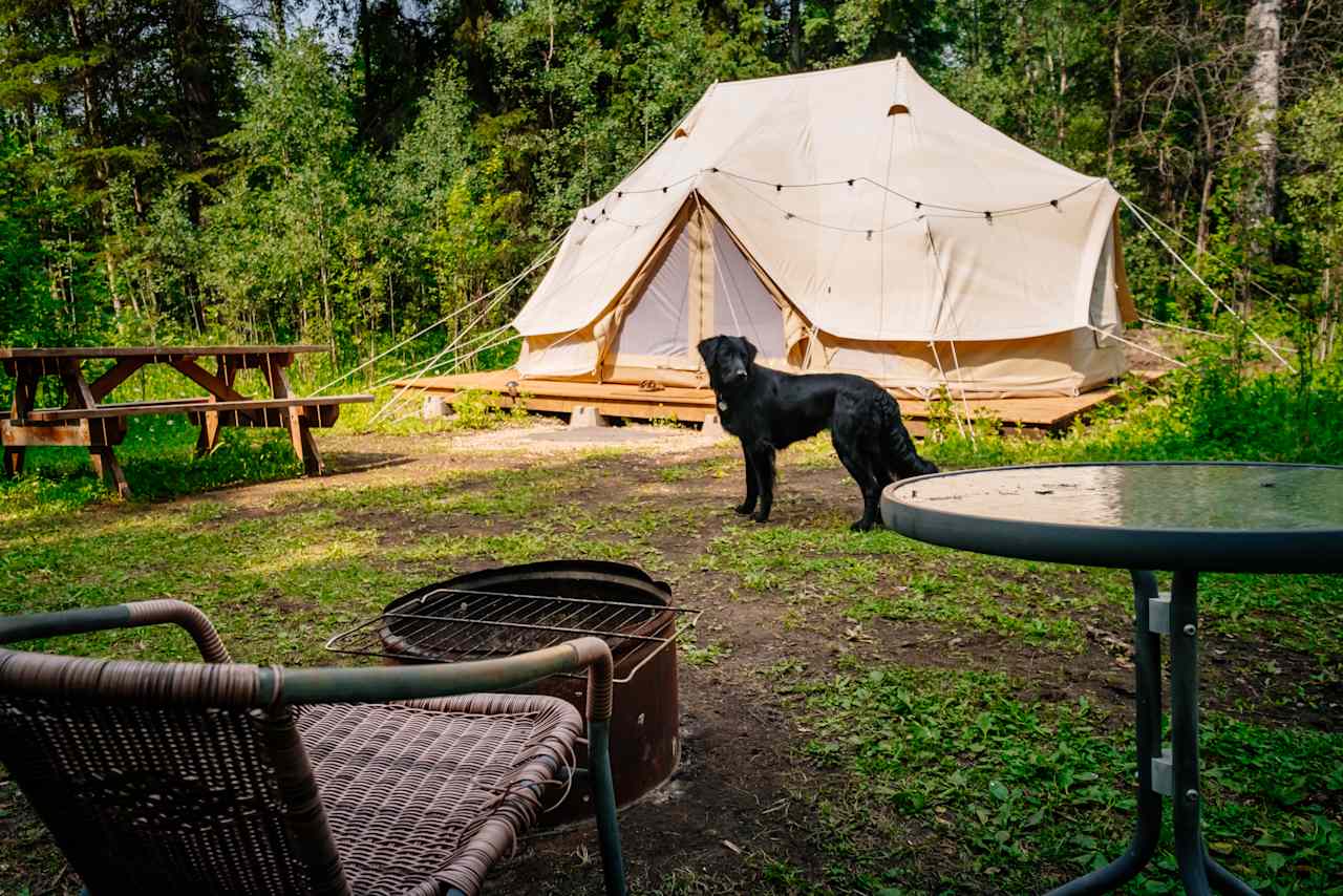 Glamping tent site - dog friendly!