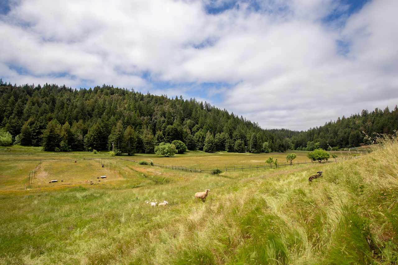 Otter Valley Farm