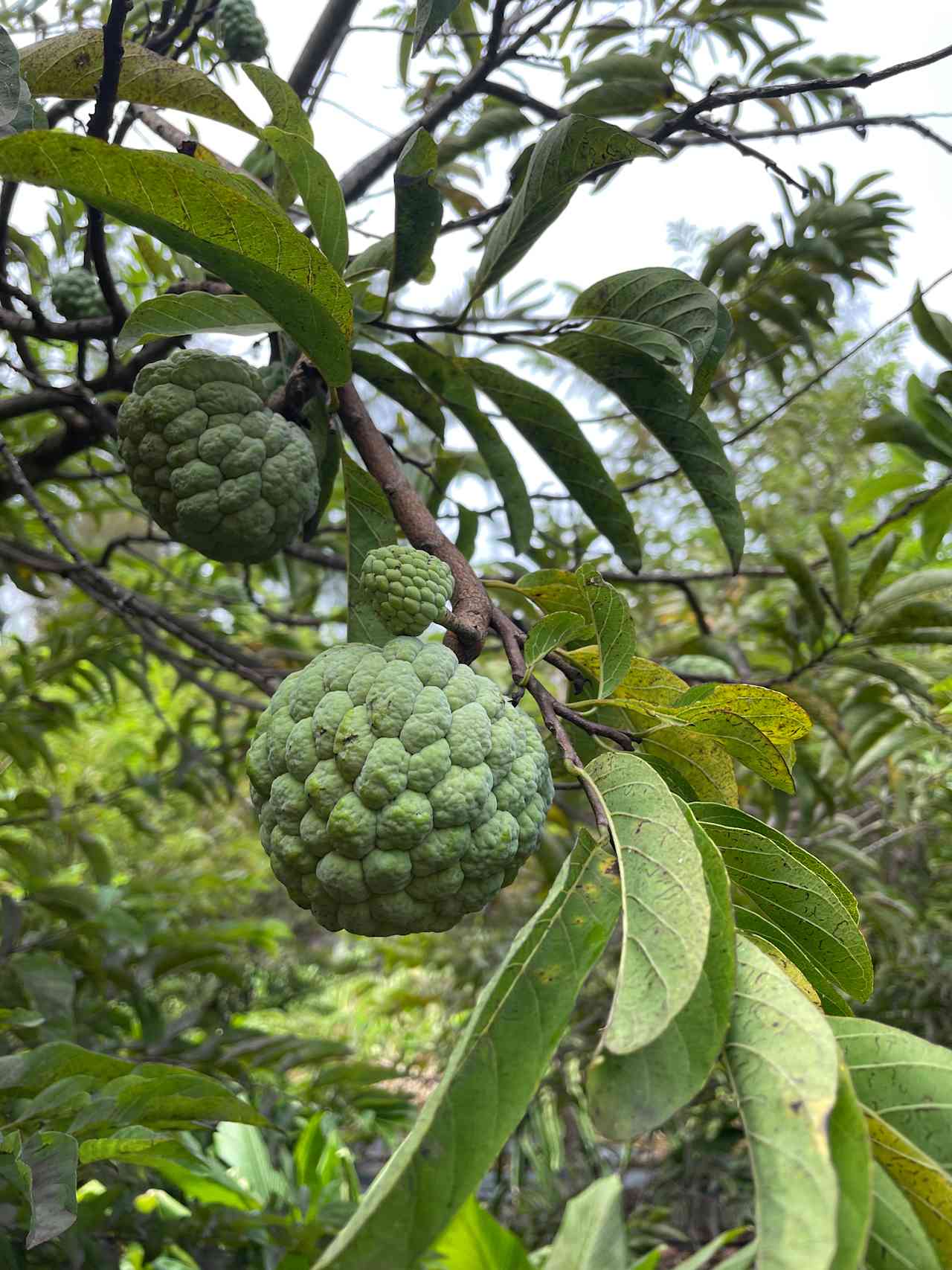 Oaezis at Oceanview Farm