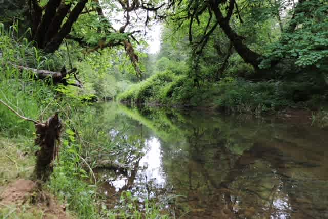 Camp Paradise Creek