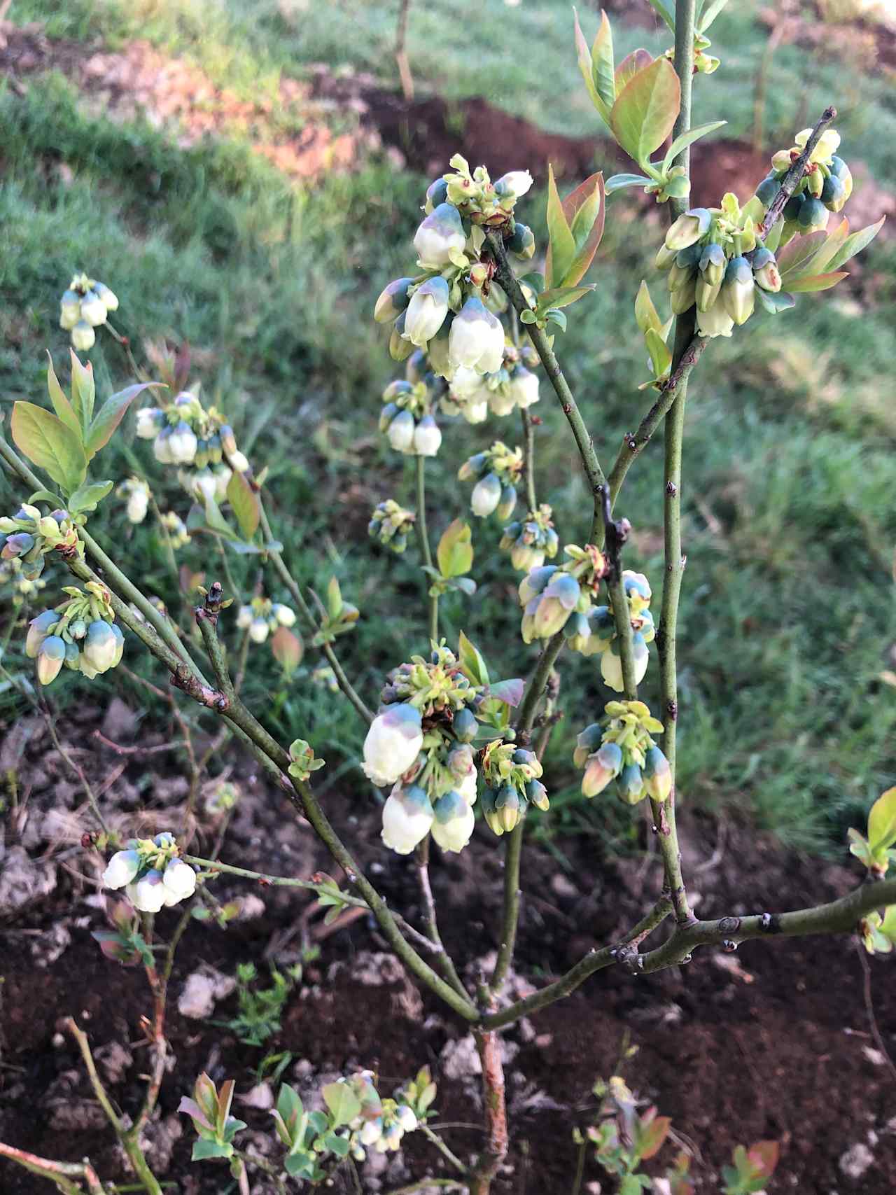 Mary’s Organic Blueberries