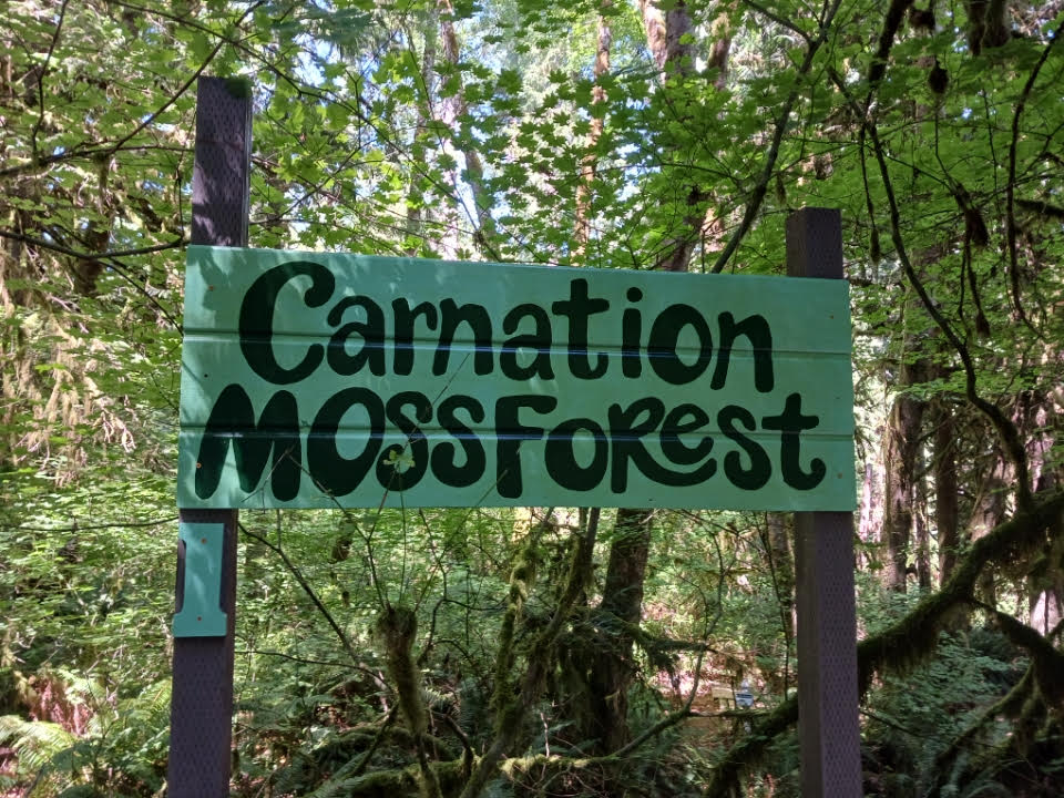 Carnation Moss Forest