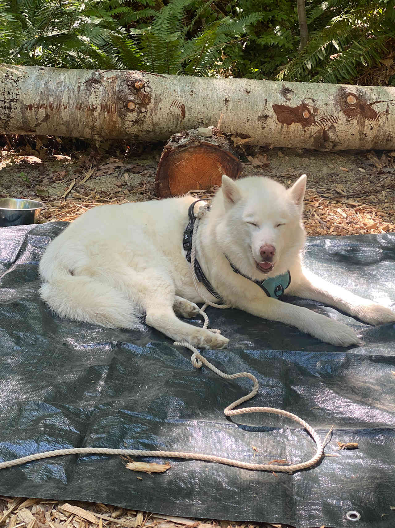 Wandering Joy Campground