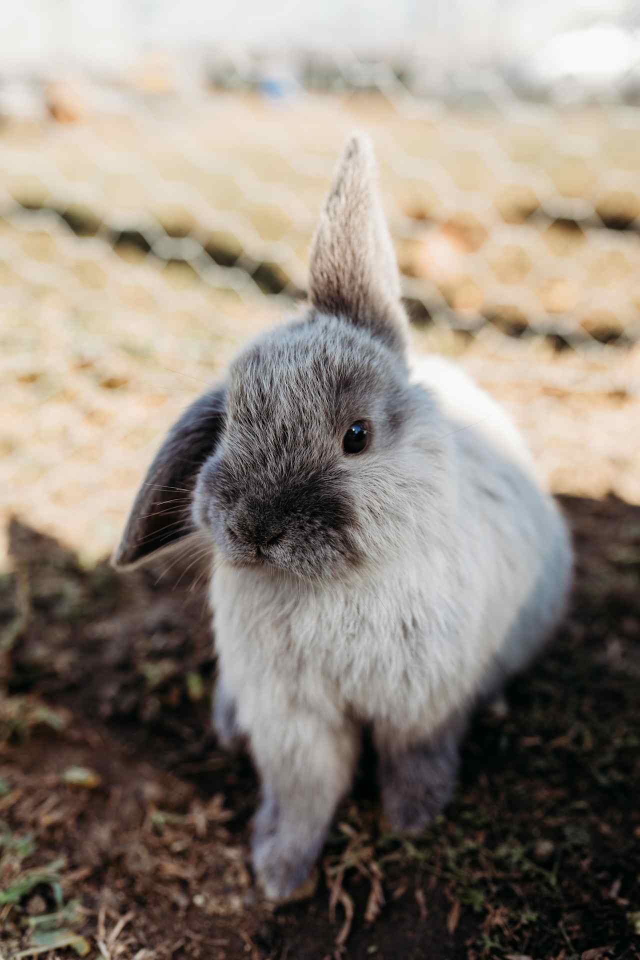 One of the Rabbies, they are so friendly and love a cuddle!