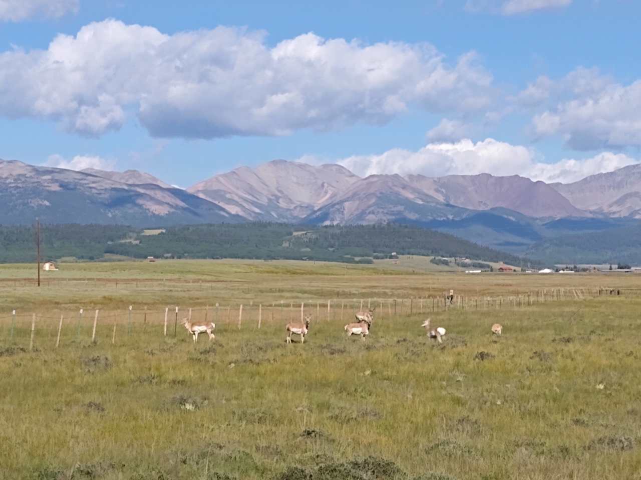 Antelope often come through the property