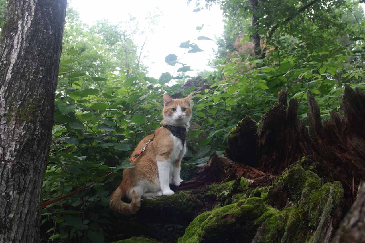 Inti, our kitty used an old stump as a cat tower