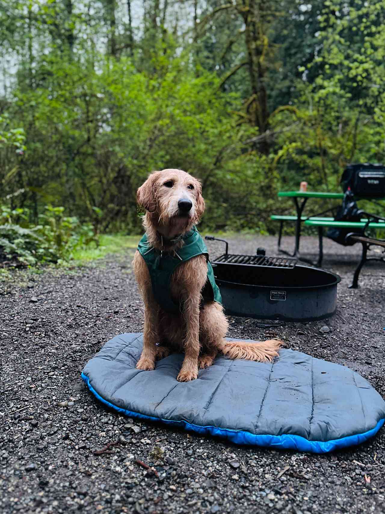 Camping in forest, next to a creek.