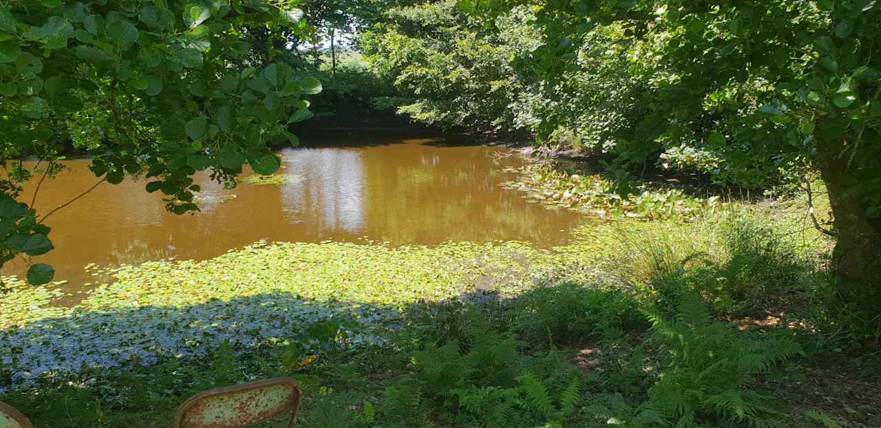 wildlife pond