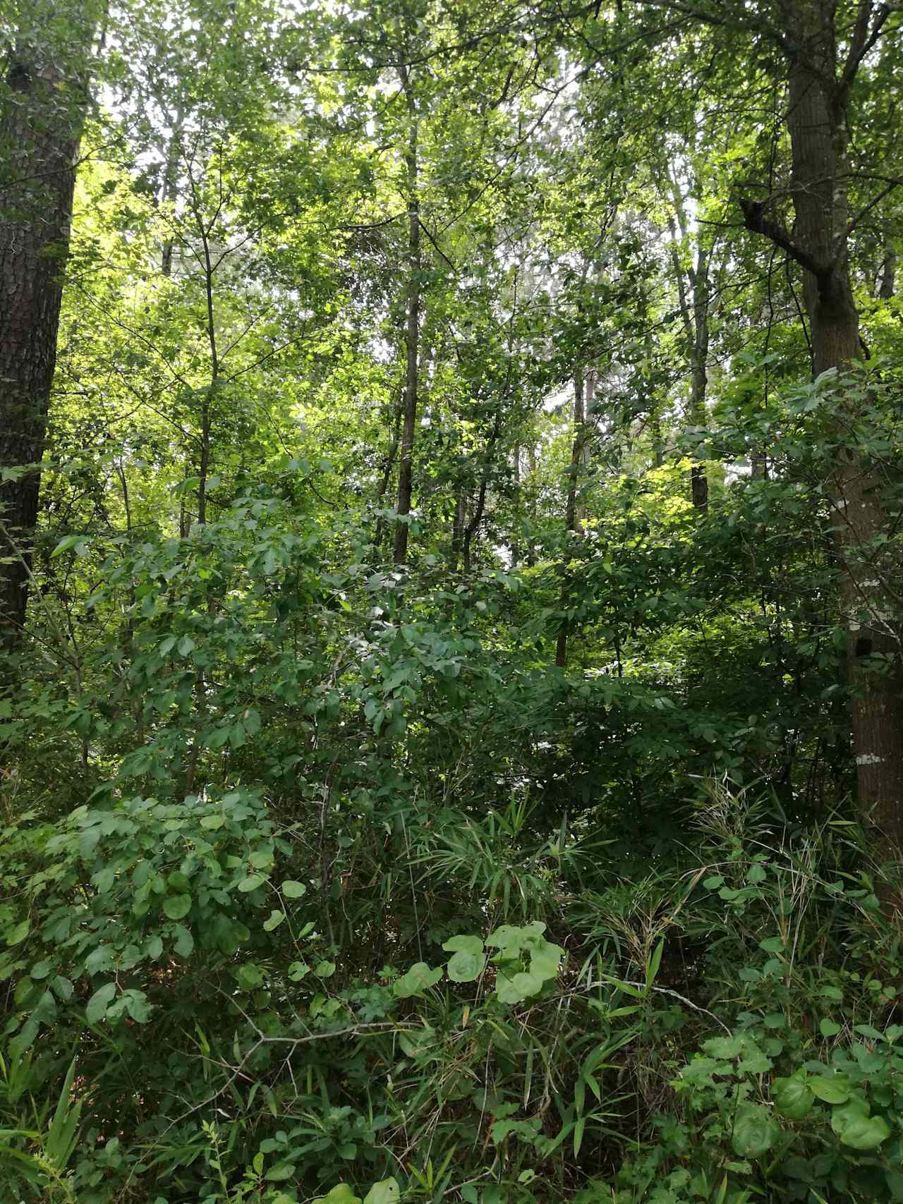 Buckfield Farm and Woods