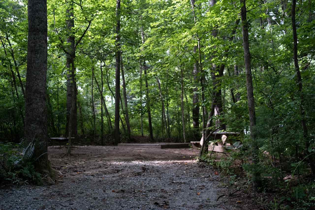 Entrance to Forest site