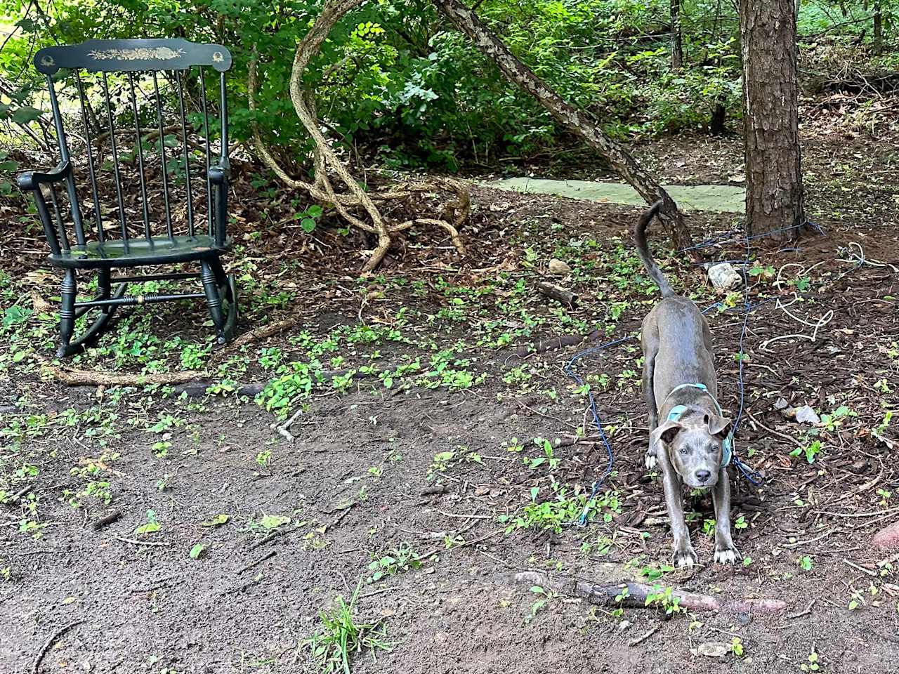 Little morning yoga under the tree shade 