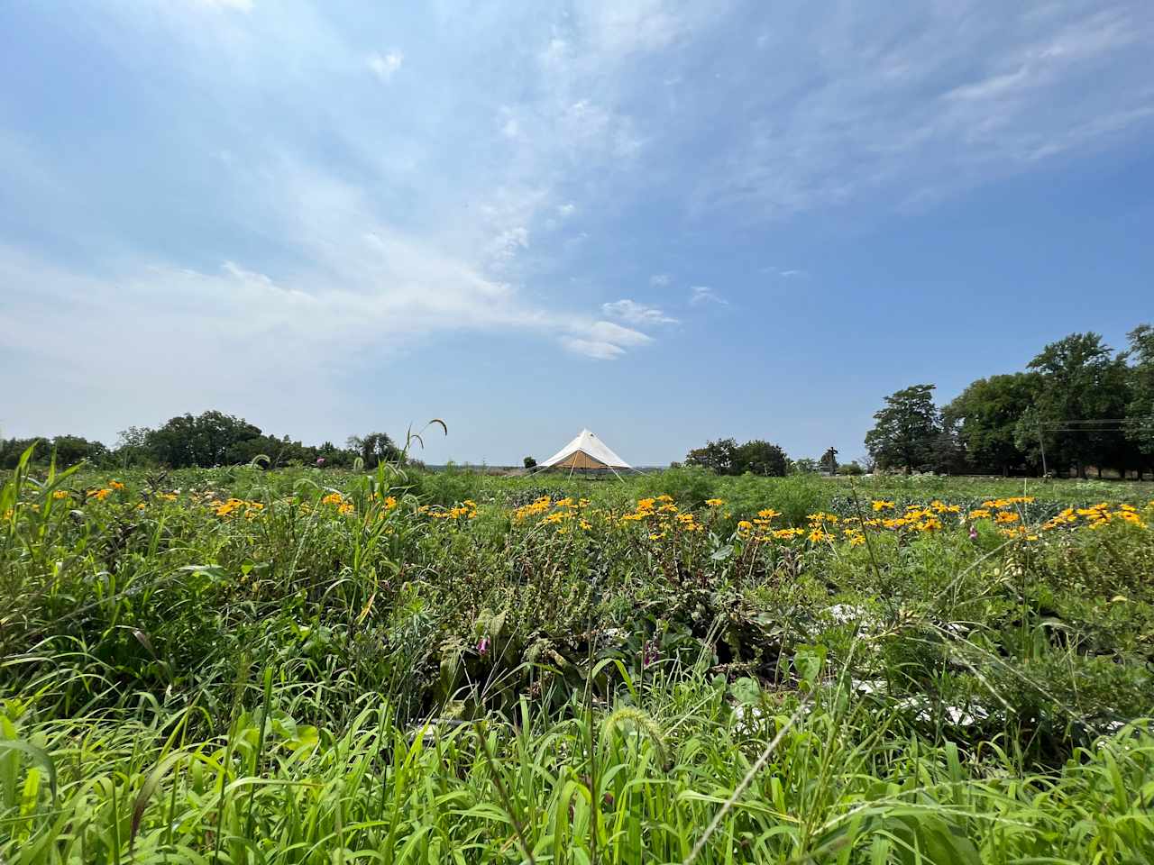 Black Sheep Flower Farm