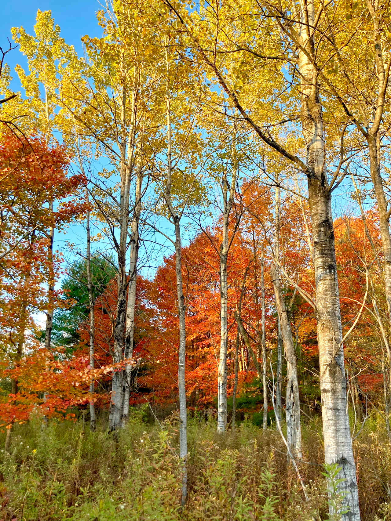 Wild Acres Farm