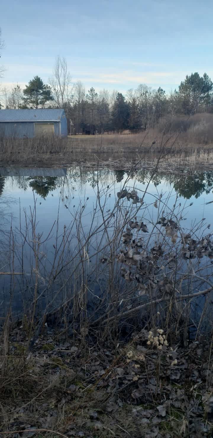 Pond in early spring