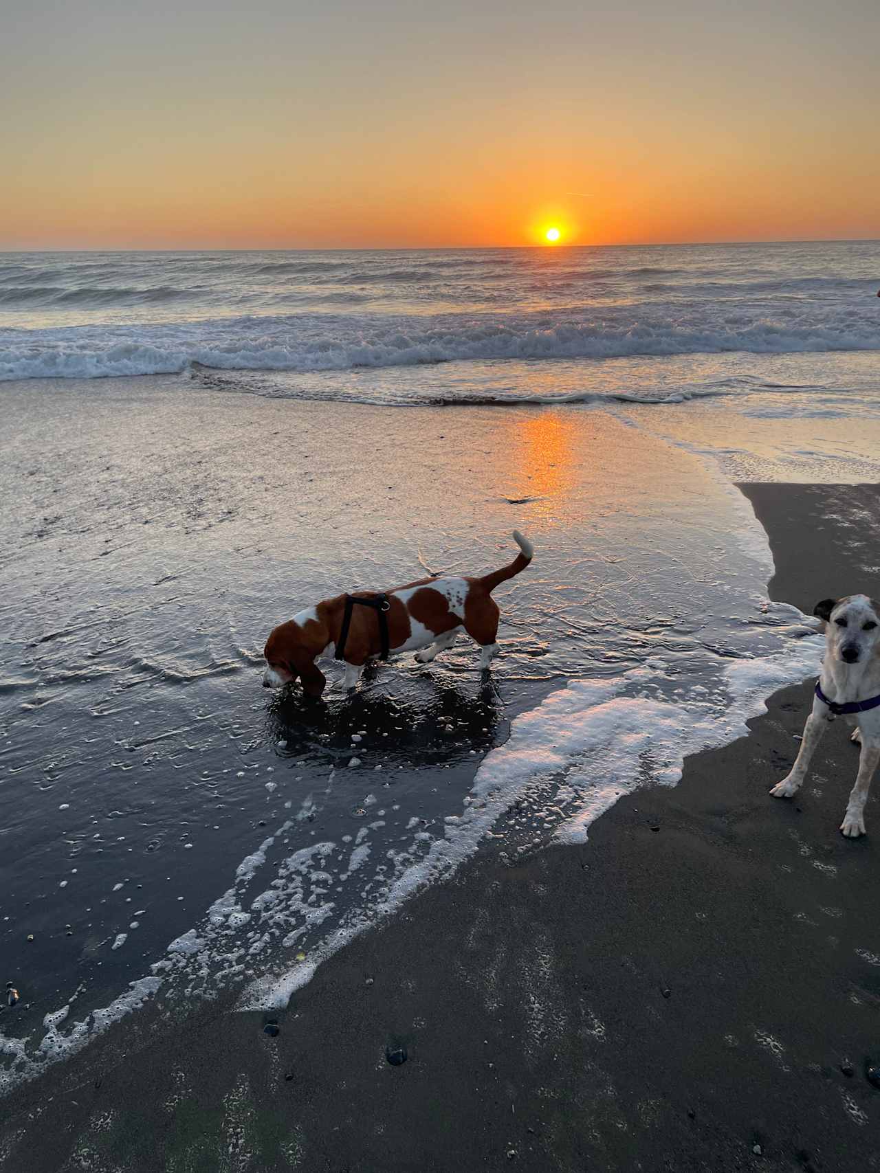 Kellogg Beach is a short 1.3 mi walk/drive