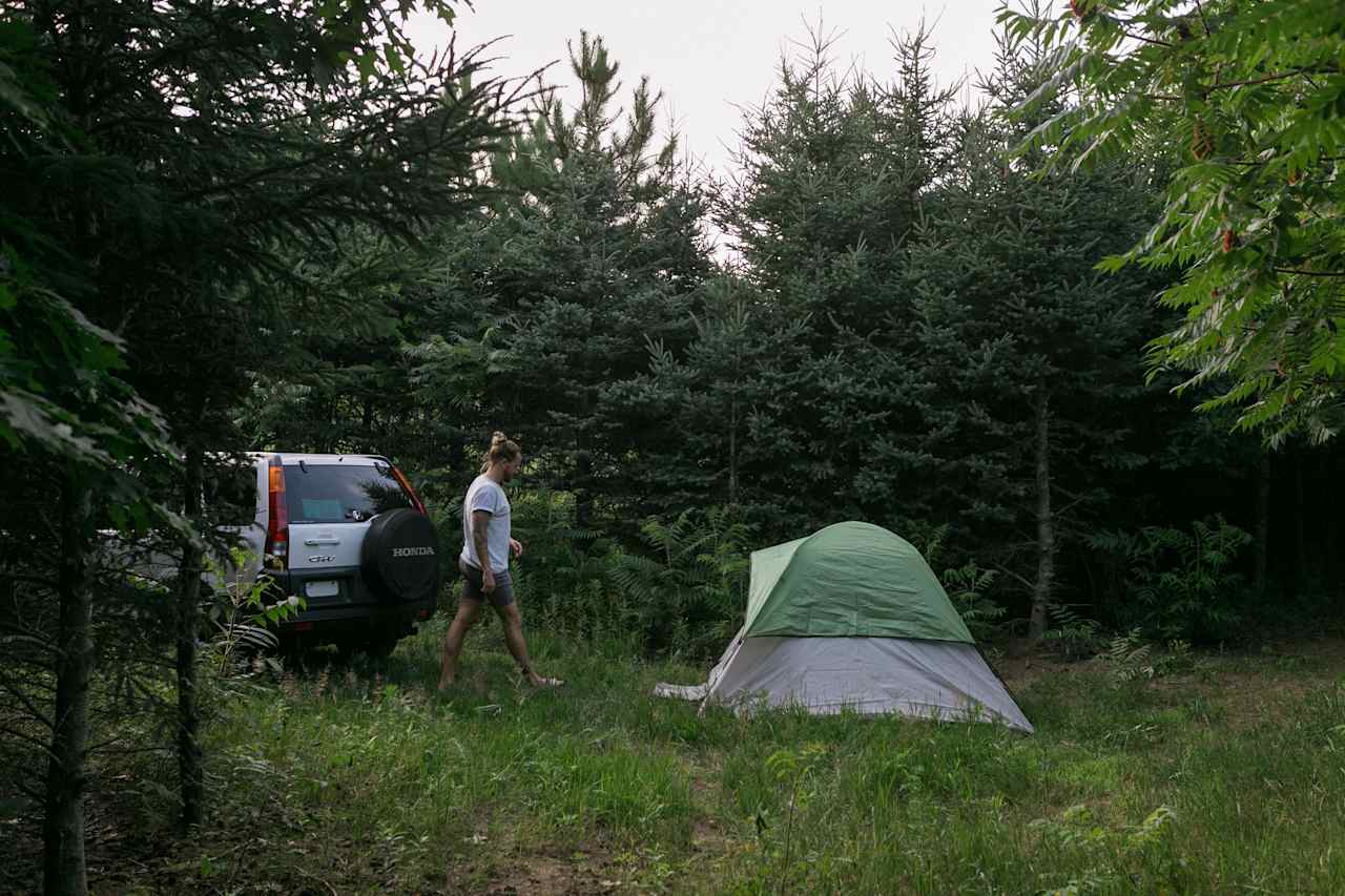 Pine Forest Camping