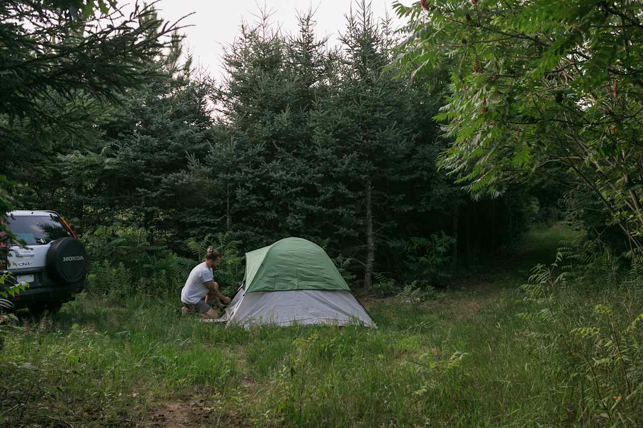 Pine Forest Camping