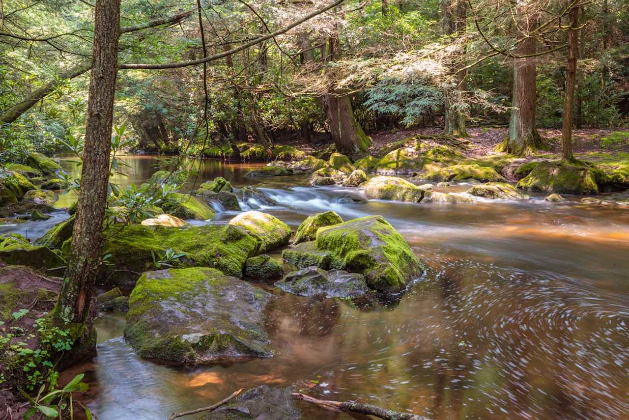 Site 3 at the Creek - look at that moss!