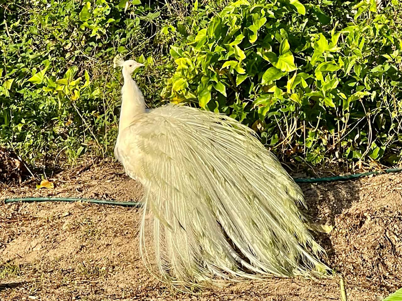 Ask to see our neighbors Peacocks. We’ll go see them. Hopefully they’re out. 