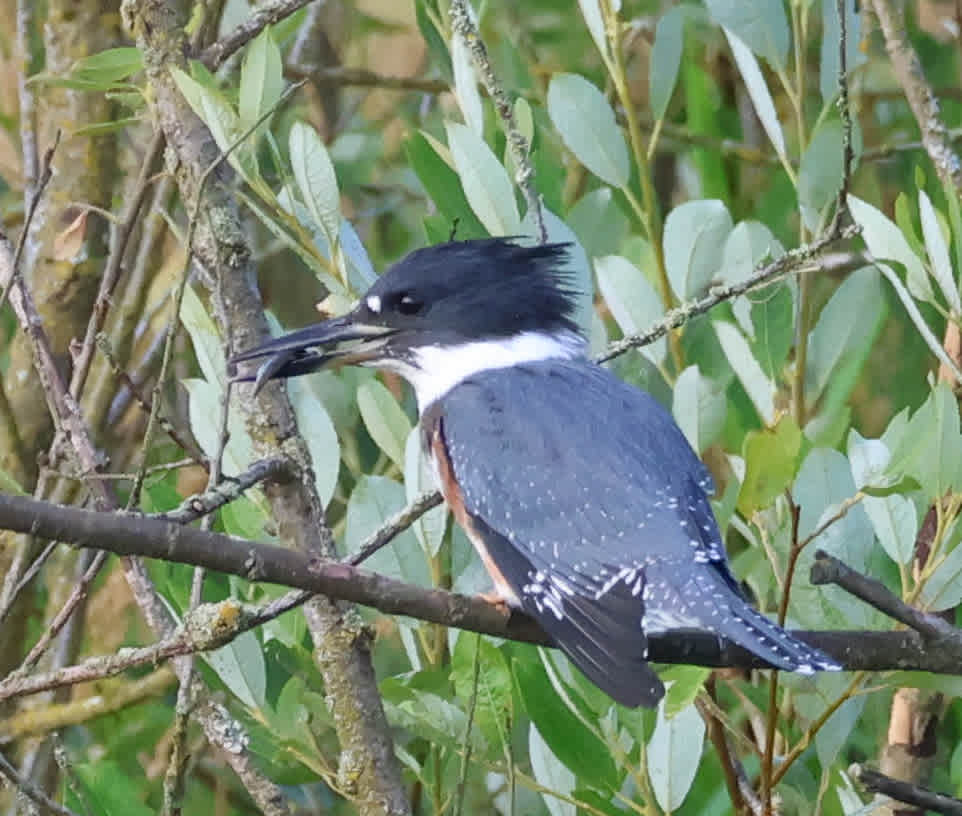 Camp Birdwatch