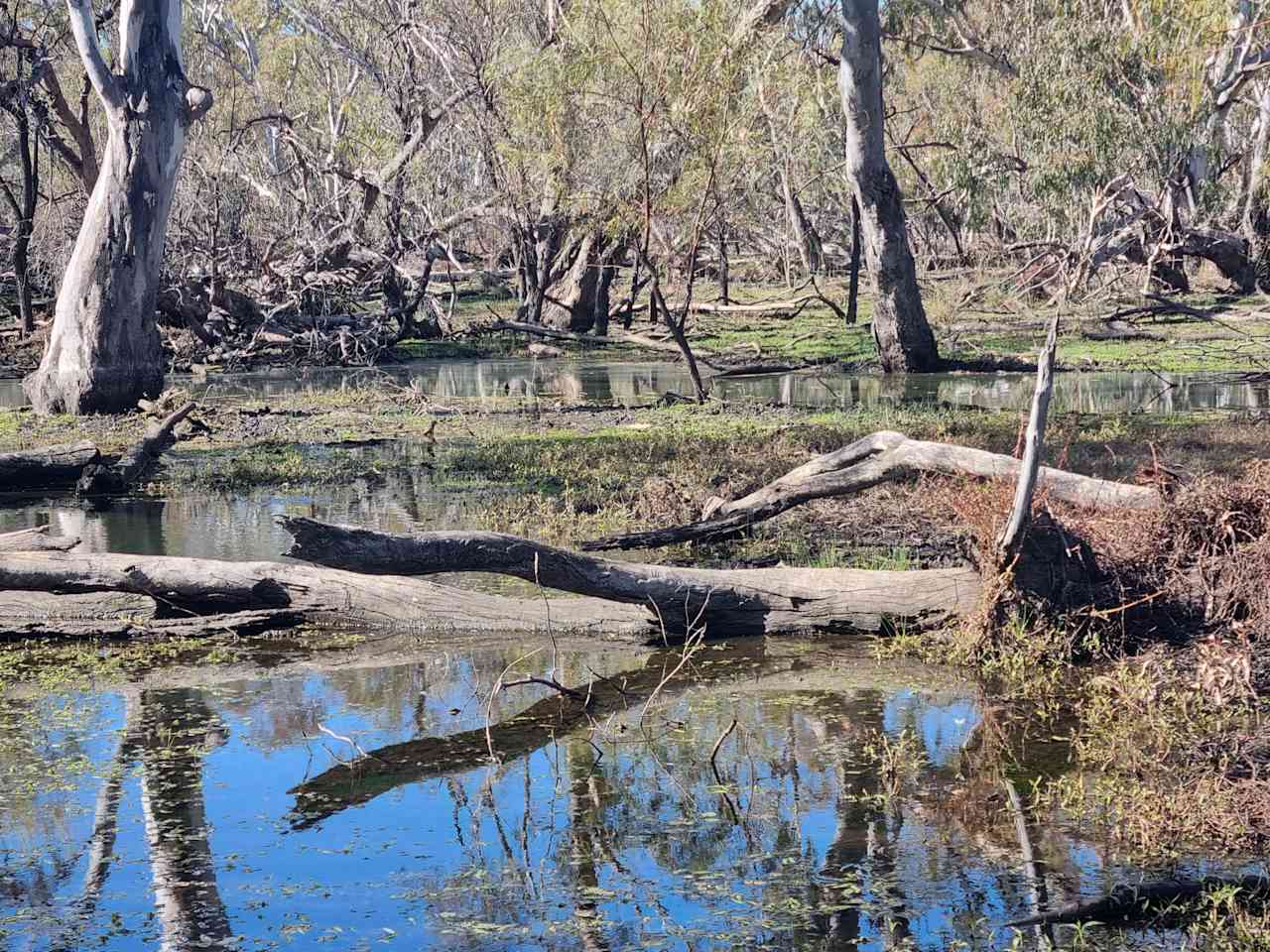 Shady Bends on Macquarie River