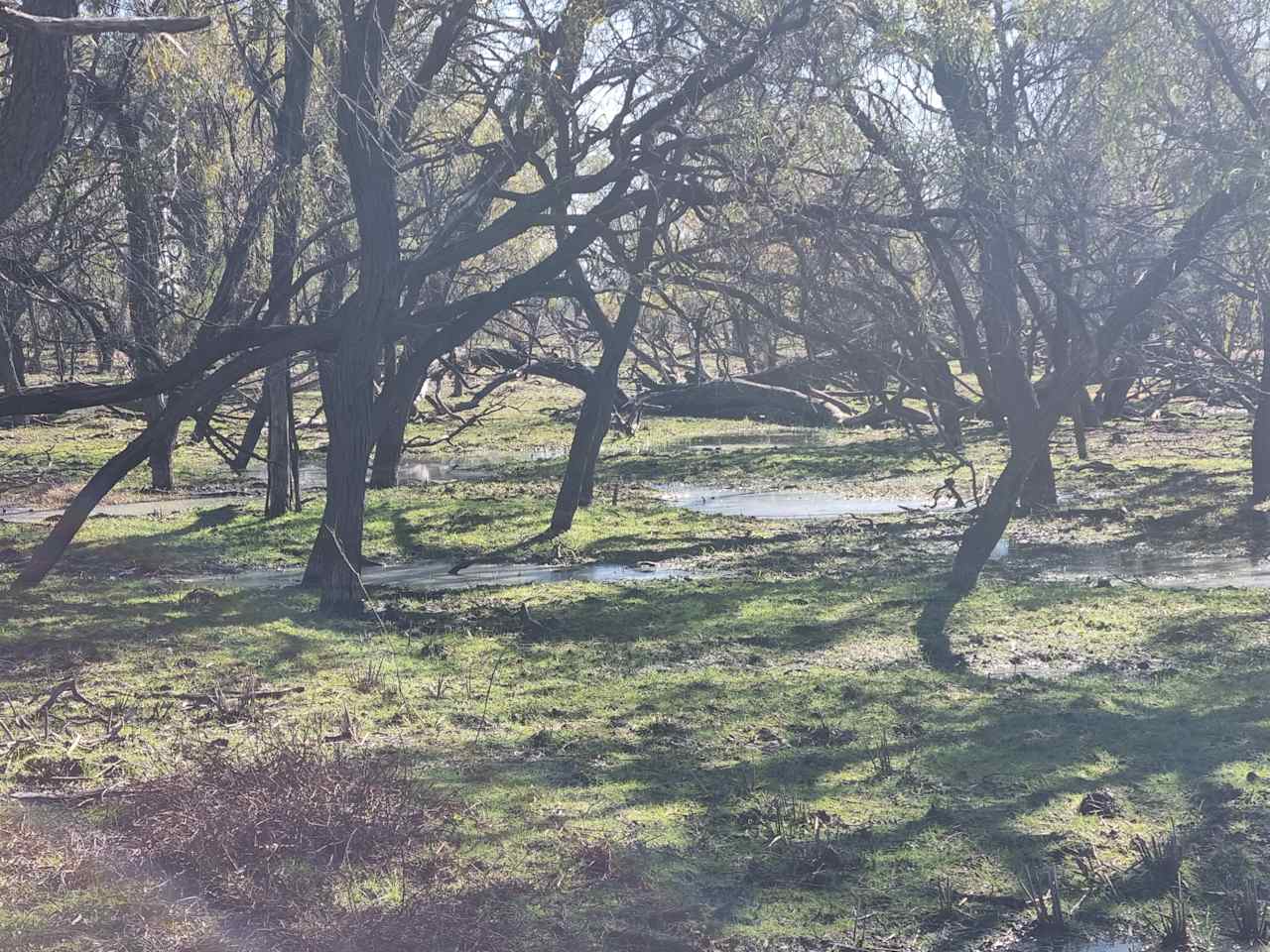 Shady Bends on Macquarie River