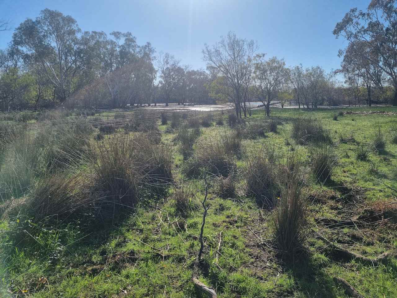 Shady Bends on Macquarie River