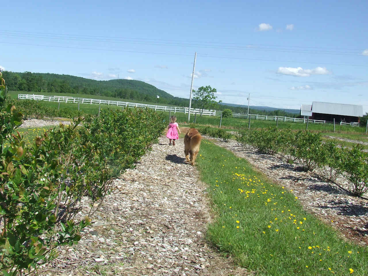 Sunnyside Family Farm Camping