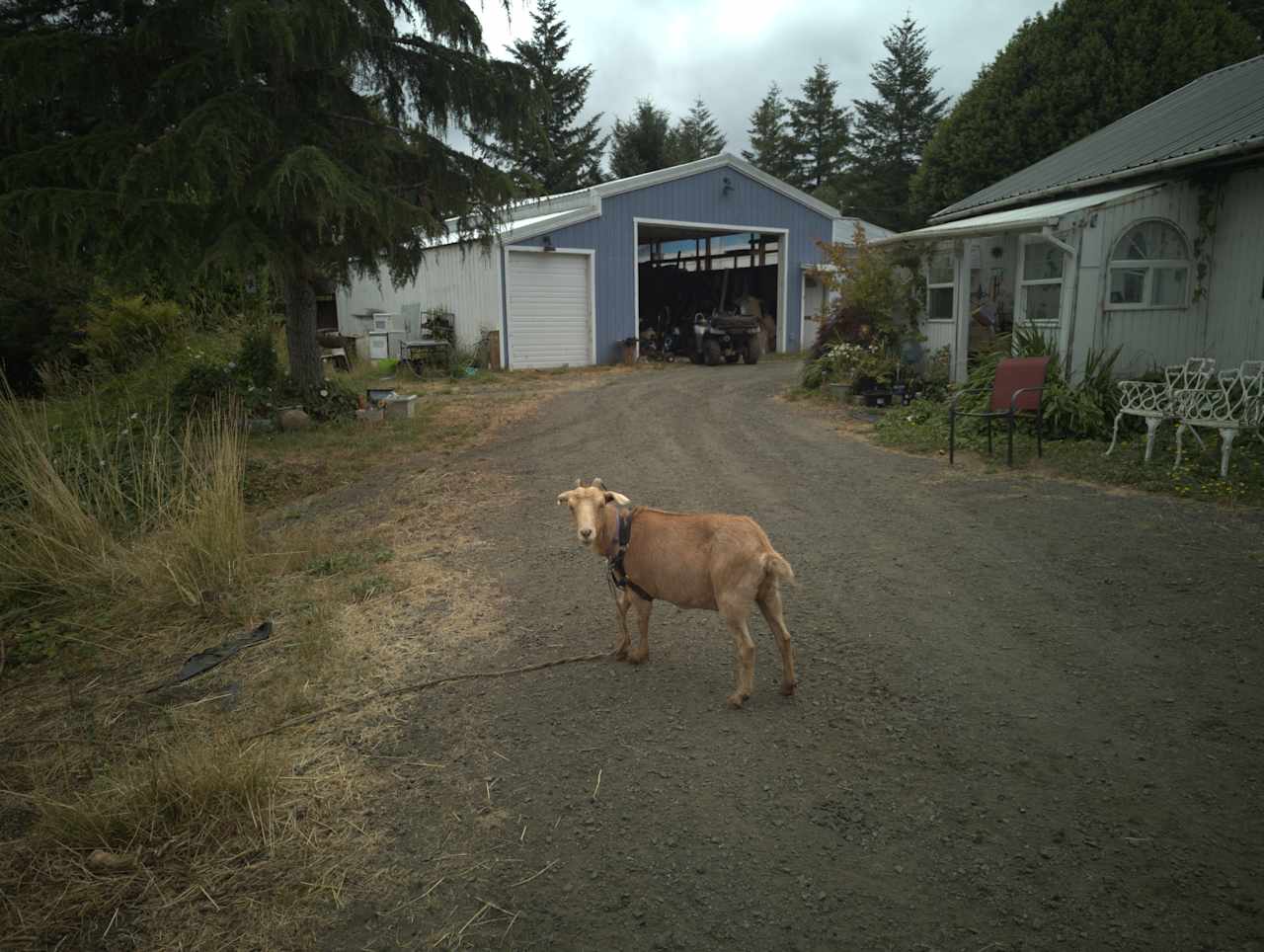 Heather lane stables