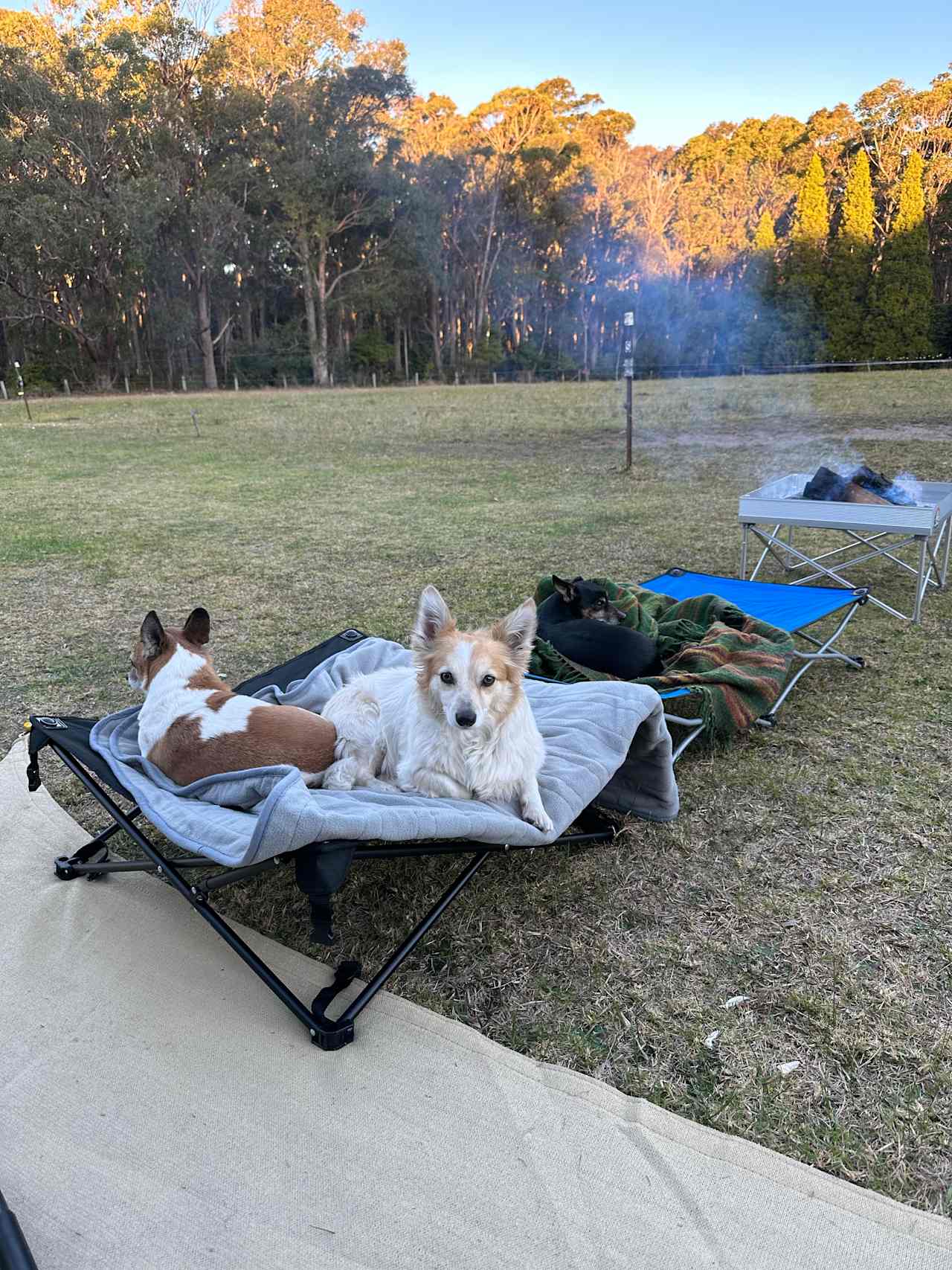 Figtree Camp @ Mystery Bay