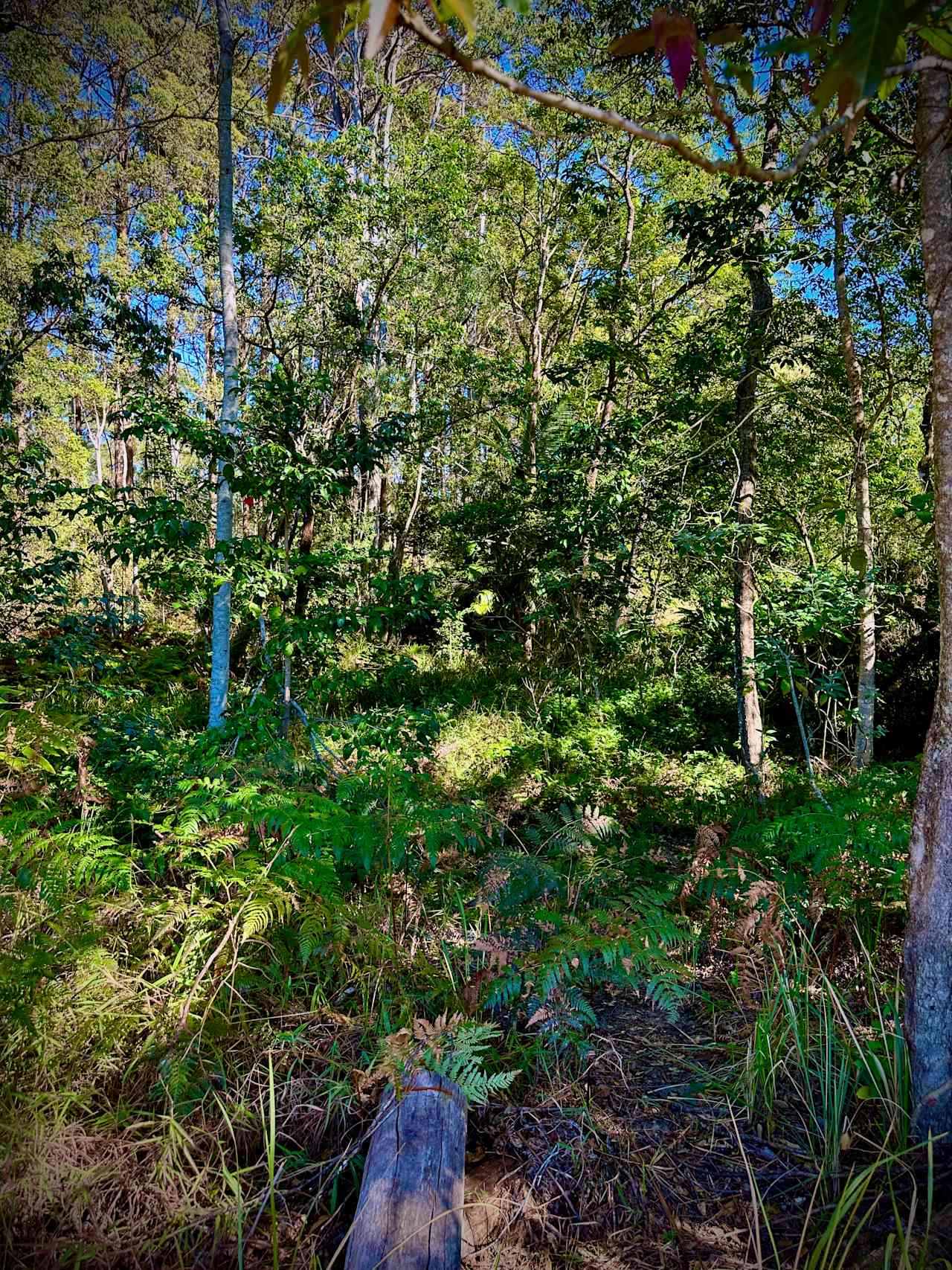 Lots of the old pineapple farm has been allowed to go back to its natural state to encourage wildlife and bird life 