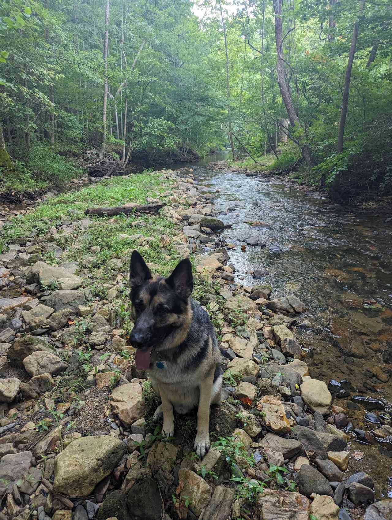Gustav enjoying Peppers Creek