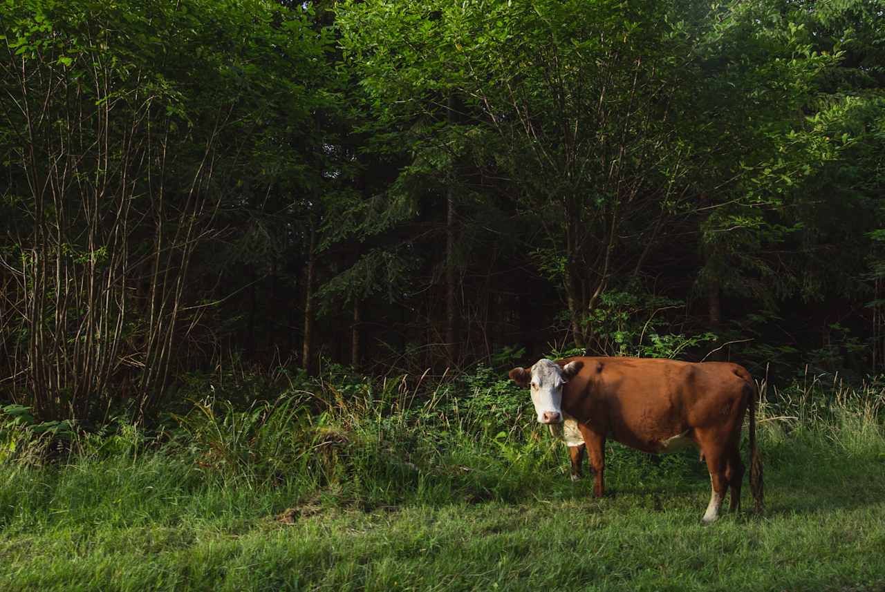 Wandering Woodlands