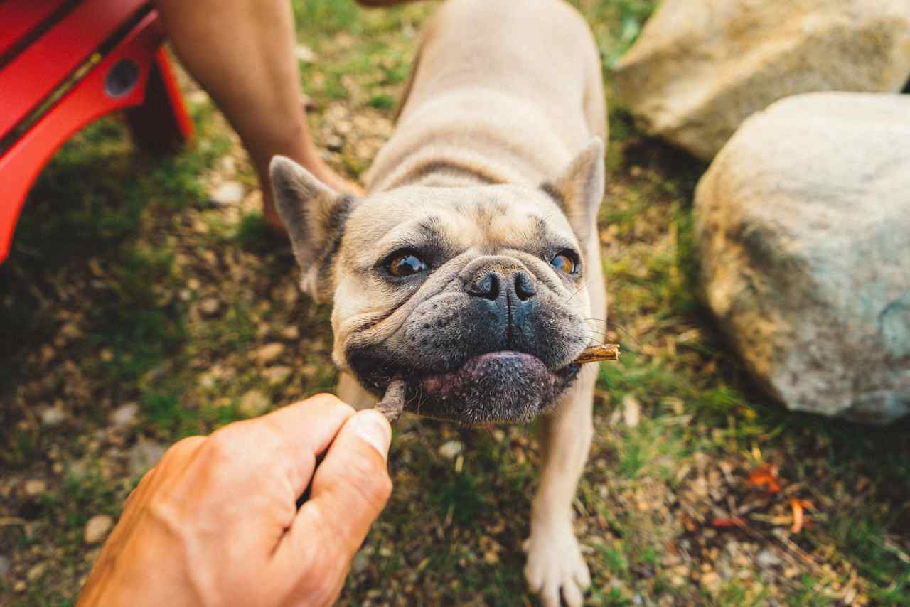 Co-host Buddha, who is exceptionally friendly.