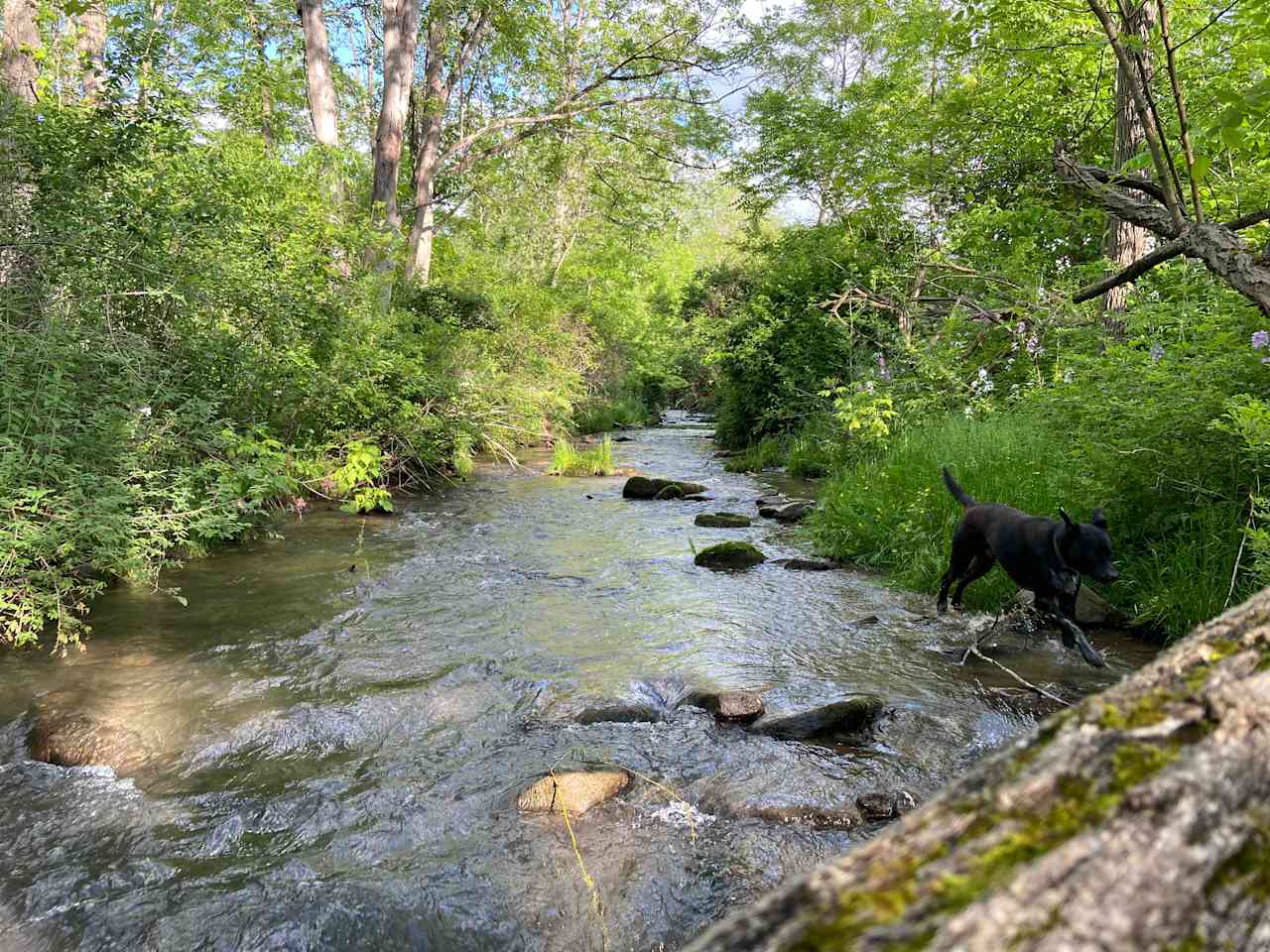 The creek in our backyard.