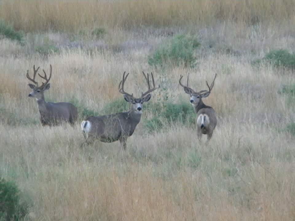 Powder River Campground